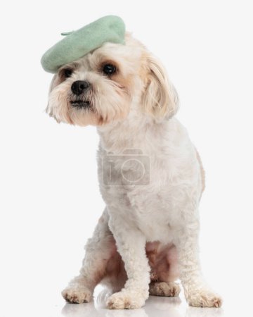 Photo for Curious bichon wearing french beret looking to side while sitting on white background - Royalty Free Image