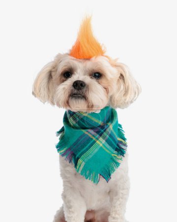 Photo for Rebel bichon with punk crest headband  and scarf sitting on white background - Royalty Free Image