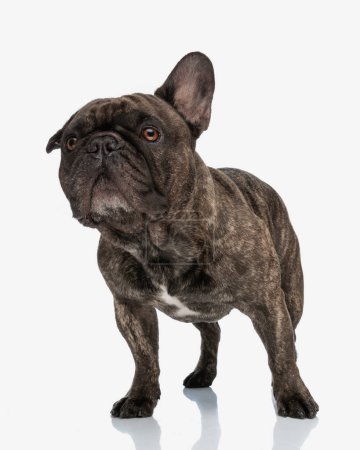 Photo for Curious french bulldog puppy looking away and trying to see far away while standing in front of white background - Royalty Free Image