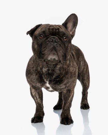 Photo for Beautiful french bulldog dog looking up, being curious and standing in front of white background - Royalty Free Image