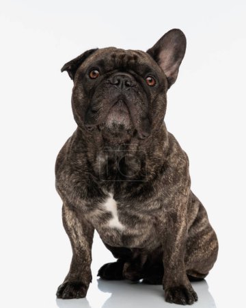 Photo for Curious french bulldog adult dog looking up and sitting in front of white background - Royalty Free Image
