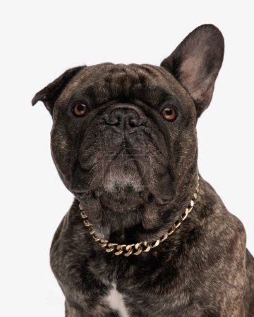 Téléchargez les photos : Mignon chien bouledogue français avec collier doré regardant vers l'avant et assis devant fond blanc - en image libre de droit