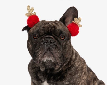 Téléchargez les photos : Portrait de chien bouledogue français mignon avec bandeau de Noël impatient et assis devant fond blanc - en image libre de droit