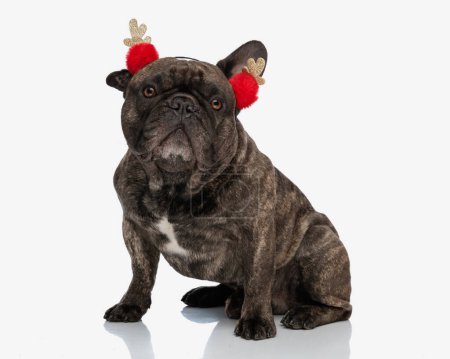 Foto de Dulce perrito bulldog francés con diadema de Navidad mirando hacia arriba, siendo curioso y sentado delante de fondo blanco - Imagen libre de derechos