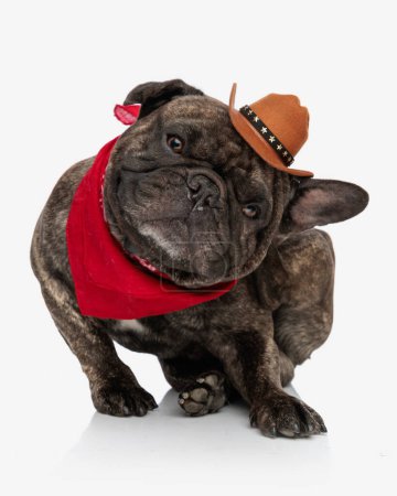 Téléchargez les photos : Drôle chiot bouledogue français avec chapeau de cow-boy et bandana rouge grattant derrière l'oreille et assis devant fond blanc - en image libre de droit