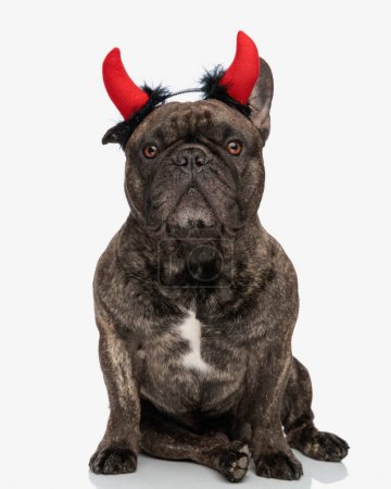 Téléchargez les photos : Adorable chiot bouledogue français portant bandeau cornes diable rouge, regardant vers l'avant et assis devant fond blanc - en image libre de droit