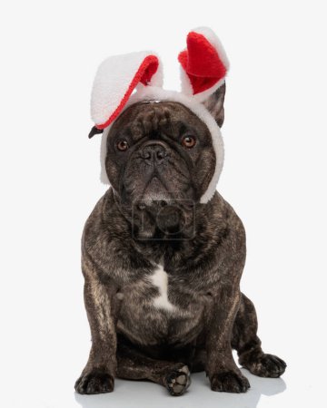 Photo for Beautiful frenchie puppy wearing red bunny ears headband, looking forward and sitting in front of white background - Royalty Free Image