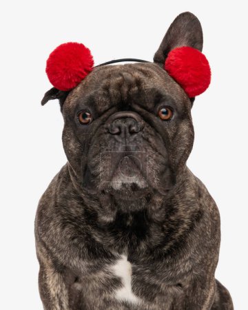 Foto de Retrato de perrito bulldog francés dulce con borlas rojas diadema y mirando hacia adelante mientras está sentado frente al fondo blanco en el estudio - Imagen libre de derechos