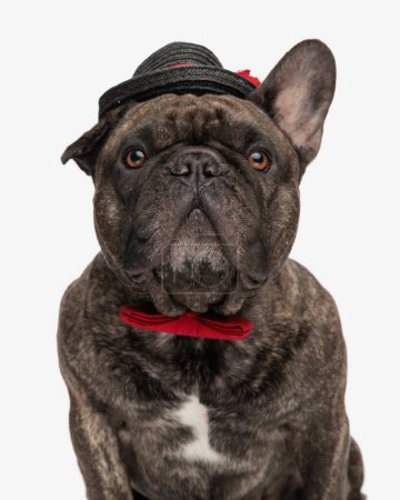 Photo for Cute little french bulldog puppy with red bowtie and hat looking up and being curious in front of white background - Royalty Free Image