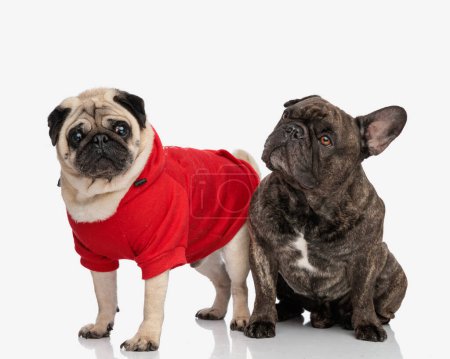 Photo for Curious french bulldog dog looking up while sitting next to his pug friend in red costume, being wary and standing in front of white background - Royalty Free Image