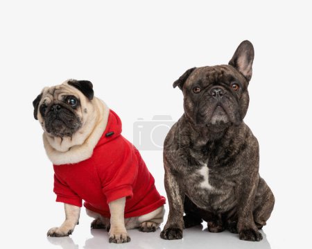 Photo for Cute couple of two dogs, pug and french bulldog looking forward and sitting in front of white background - Royalty Free Image