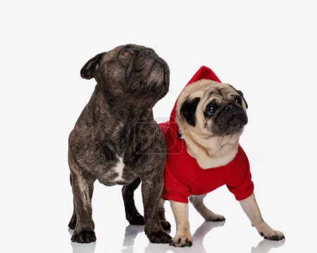 Téléchargez les photos : Adorable deux chiots levant les yeux et debout tandis que le carlin porte un costume rouge et attendant le Père Noël claus en face de fond blanc - en image libre de droit