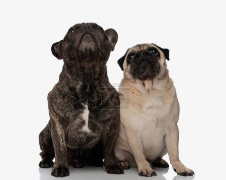 Photo for Two curious brothers, french bulldog and pug sitting and looking up in front of white background in studio - Royalty Free Image
