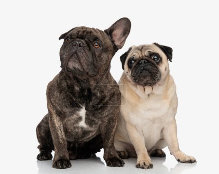 Photo for Curious two puppies, french bulldog and pug looking up and sitting in front of white background in studio - Royalty Free Image