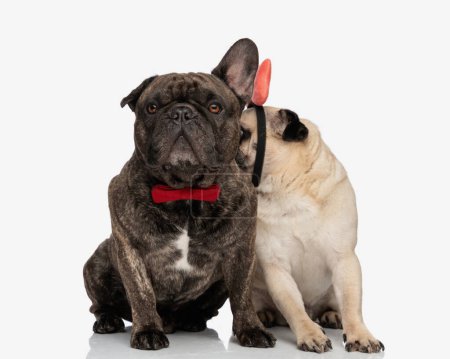 Foto de Tímido pequeño pug con diadema de lazo mirando a un lado y oliendo a su amante bulldog francés cachorro con pajarita roja mientras está sentado en frente de fondo blanco - Imagen libre de derechos