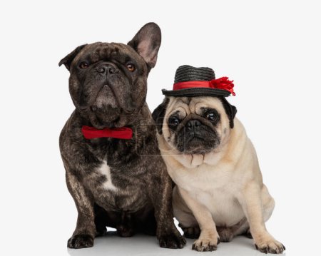 Photo for Beautiful group of two puppies wearing hat and bowtie and looking forward while sitting in front of white background - Royalty Free Image