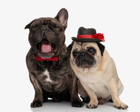 Foto de Somnoliento bulldog francés cachorro con corbata y bostezar mientras está sentado junto a su tímido amigo pug con un sombrero en frente de fondo blanco - Imagen libre de derechos