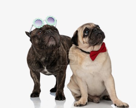 Photo for Adorable 2 dogs, french bulldog and pug, wearing flowers sunglasses and red bow tie, sitting and standing in front of white background - Royalty Free Image
