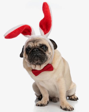 Foto de Adorable cachorro de pug con orejas de conejo rojo y corbata mirando hacia adelante y sentado delante de fondo blanco - Imagen libre de derechos