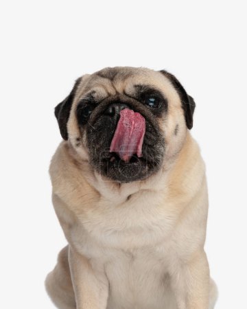 Foto de Dulce perrito cachorro siendo codicioso, sobresaliendo lengua y lamiendo la nariz mientras está sentado delante de fondo blanco - Imagen libre de derechos