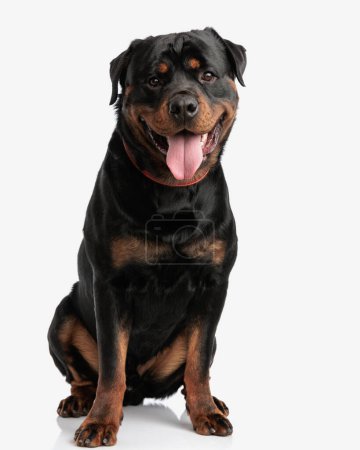 Photo for Happy rottweiler puppy with collar looking forward, sticking out tongue and being greedy for food in front of white background - Royalty Free Image