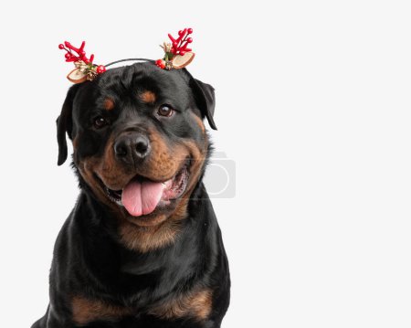 Téléchargez les photos : Portrait de chiot heureux rottweiler avec branches arbre de Noël bandeau haletant et regardant vers l'avant devant fond blanc - en image libre de droit