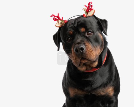 Photo for Curious rottweiler puppy with christmas branches headband tilting head and looking forward while sitting on white background - Royalty Free Image