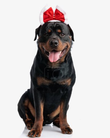 Téléchargez les photos : Adorable chiot rottweiler portant bandeau de Noël et haletant tout en regardant vers l'avant et assis sur fond blanc - en image libre de droit