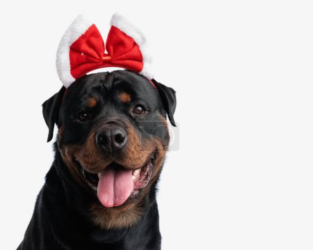 Téléchargez les photos : Portrait de chien rottweiler mignon avec bandeau de Noël sortant la langue, haletant et étant gourmand devant fond blanc - en image libre de droit