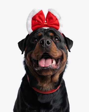 Photo for Excited beautiful rottweiler dog with christmas bow looking up and panting while sitting in front of white background - Royalty Free Image