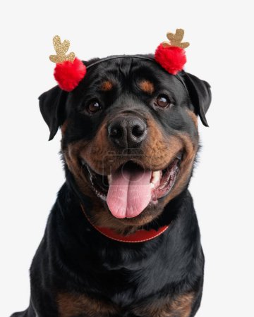 Téléchargez les photos : Portrait de chien heureux rottweiler avec pompons rouges bandeau regardant vers le haut et haletant devant fond blanc - en image libre de droit