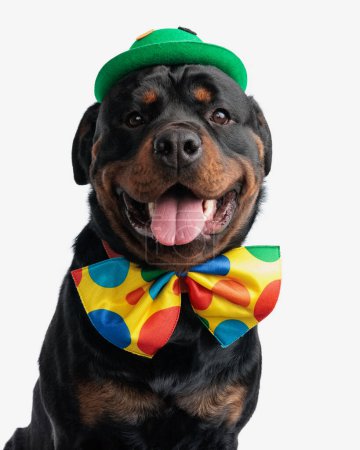 Photo for Portrait of happy cute rottweiler puppy with green hat and clown bowtie panting and looking forward on white background - Royalty Free Image