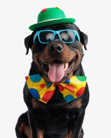 Téléchargez les photos : Chiot rottweiler cool avec des lunettes de soleil, chapeau vert et noeud papillon clown sortant la langue et haletant devant fond blanc - en image libre de droit