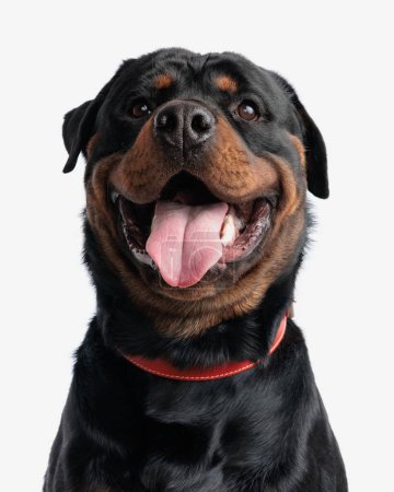 Photo for Excited rottweiler puppy with collar looking up and sticking out tongue, panting and sitting on white background - Royalty Free Image