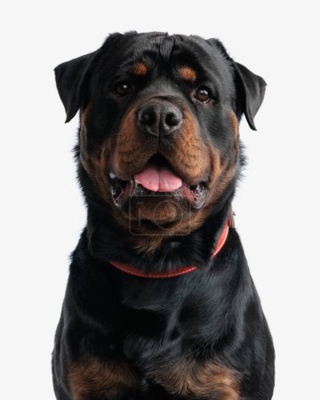 Photo for Portrait of beautiful rottweiler dog with red collar panting and looking forward while sitting on white background - Royalty Free Image