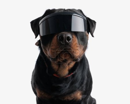 Photo for Adorable rottweiler dog with cool sunglasses sitting and looking forward on white background - Royalty Free Image