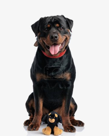 Téléchargez les photos : Heureux chien rottweiler assis soigné sa version jouet, en regardant la caméra sur fond blanc - en image libre de droit