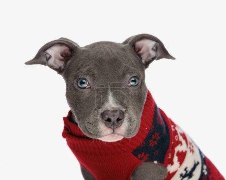 Photo for Side view of beautiful american bully dog with blue eyes wearing red christmas sweather, looking forward and sitting in front of white background - Royalty Free Image