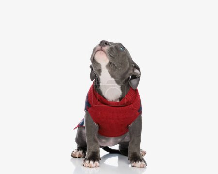 Téléchargez les photos : Curieux petit chien tyran américain en sweat de Noël rouge étant impatient et levant les yeux tout en étant assis sur fond blanc - en image libre de droit