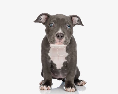 Photo for Shy little american bully puppy with blue eyes looking forward and sitting in front of white background - Royalty Free Image