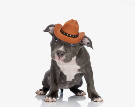 Photo for Cute american bully puppy wearing sheriff hat, looking up and standing on white background - Royalty Free Image