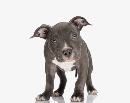 Photo for Sweet little blue american bully puppy looking forward and standing in front of white background - Royalty Free Image