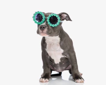 Téléchargez les photos : Drôle petit chien tyran américain avec des lunettes de soleil fleurs regardant loin et assis sur fond blanc - en image libre de droit