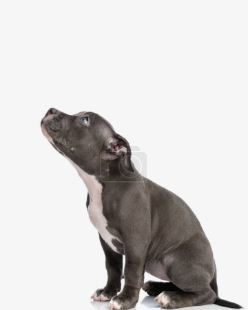 Foto de Vista lateral de lindo perrito bravucón americano mirando hacia arriba de una manera tímida y siendo curioso delante de fondo blanco - Imagen libre de derechos