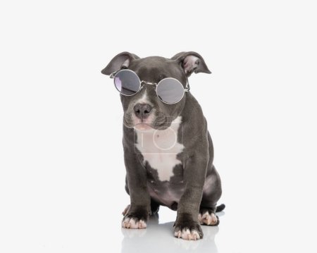 Téléchargez les photos : Mignon chien tyran américain portant des lunettes de soleil rondes et regardant loin tout en étant assis devant fond blanc - en image libre de droit