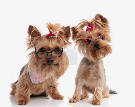 Photo for Funny couple of two yorkshire terrier dogs with glasses sitting and being curious in front of white background - Royalty Free Image