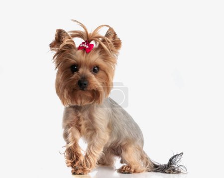 Photo for Adorable yorkshire terrier dog with red bow ponytail walking and looking forward on white background - Royalty Free Image