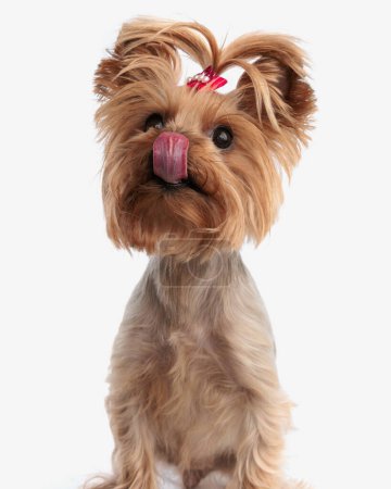 Photo for Hungry little yorkshire terrier puppy looking up and licking nose, begging for a snack while sitting on white background - Royalty Free Image