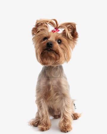 Photo for Curious yorkshire terrier puppy with red bow looking up and sitting in front of white background - Royalty Free Image