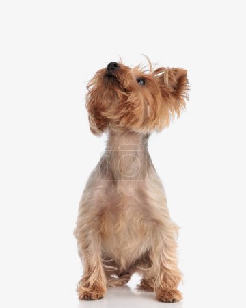 Photo for Eager little yorkshire terrier puppy looking up and waiting for a snack while sitting in front of white background - Royalty Free Image